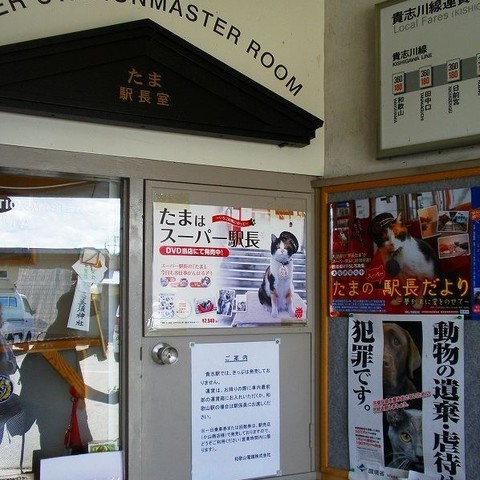 初代たま駅長.jpg