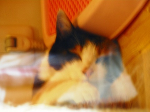 090713_たま拡大.jpg