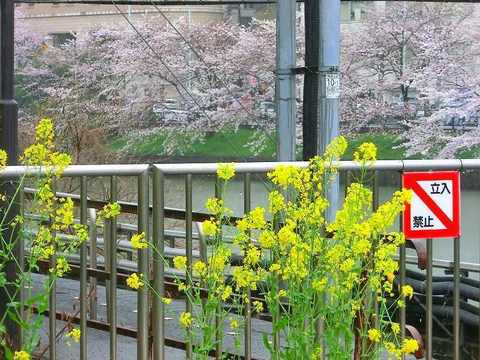 2013-03-30_市ヶ谷駅(桜) (2).jpg