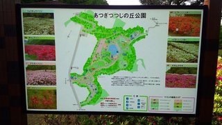 20150505_あつぎつつじの丘公園 (8).jpg
