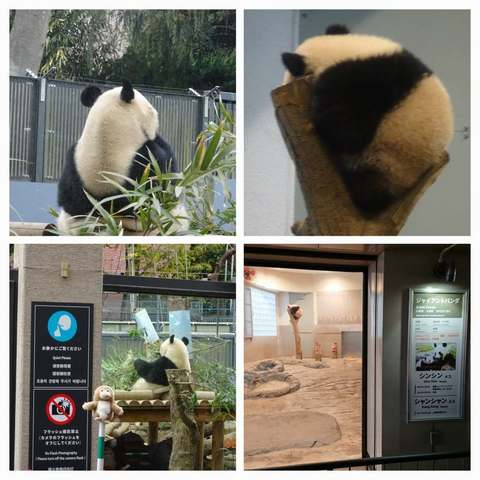 DSC_9536-COLLAGE.jpg