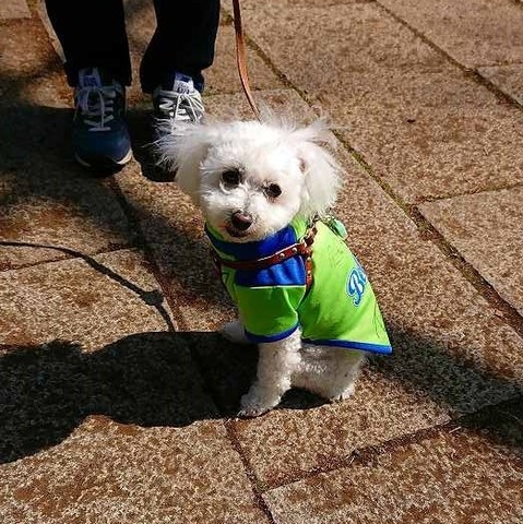 シャビちゃん.jpg