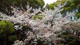 平塚総合公園の桜.jpg