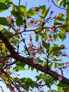 IMG_20150423_080716-2.jpg