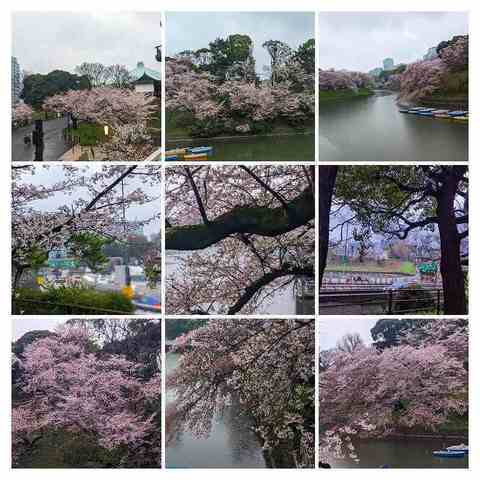 PXL_20220403_081815999.MP-COLLAGE.jpg