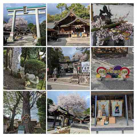 PXL_20230329_061855758-COLLAGE.jpg