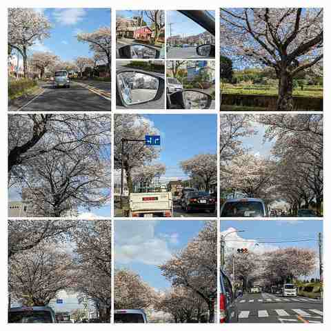 PXL_20230329_063722921-COLLAGE-COLLAGE.jpg