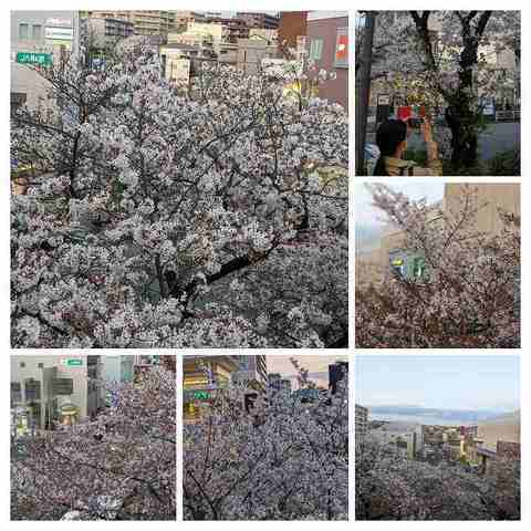 PXL_20230330_085310575-COLLAGE.jpg