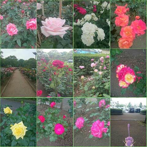 PhotoGrid_1495001270387.jpg